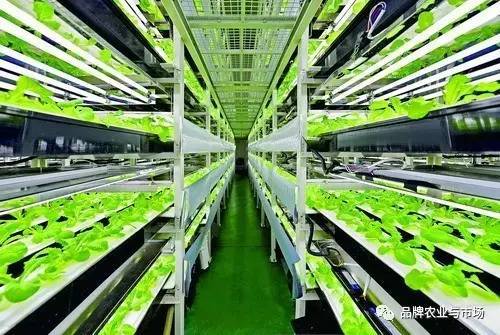 緊跟時代步伐 植物工廠——21世紀農(nóng)業(yè)發(fā)展的必然選擇與技術(shù)服務(wù)新機遇